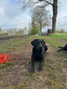 Afbeelding van WhatsApp op 2025-04-13 om 17.39.25_590546bb