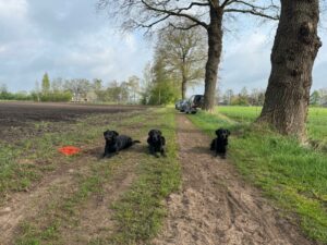 Afbeelding van WhatsApp op 2025-04-13 om 17.39.25_d2f130bf