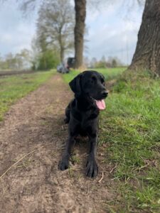 Afbeelding van WhatsApp op 2025-04-13 om 17.39.26_0389bf7b