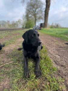 Afbeelding van WhatsApp op 2025-04-13 om 17.39.26_48d97762