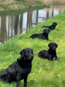 Afbeelding van WhatsApp op 2025-04-13 om 17.39.28_64db01f5