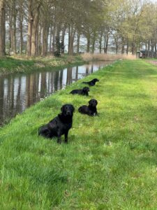 Afbeelding van WhatsApp op 2025-04-13 om 17.39.28_780e9d2a