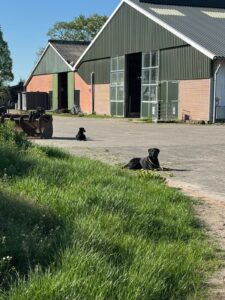 Afbeelding van WhatsApp op 2025-04-27 om 10.41.17_46e7b07b