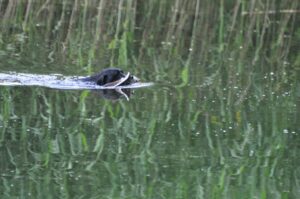 afsluitdag 13-07-2025