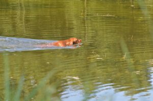 Afbeelding van WhatsApp op 2025-07-14 om 14.09.07_f9503262