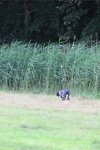 IMG_5760 Groot.jpeg