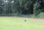 IMG_5763 Groot.jpeg