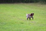 IMG_5788 Groot.jpeg
