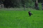 DSC_0041.jpg