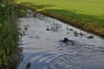 DSC_0074.jpg