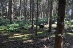DSC_0094.jpg