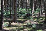 DSC_0222.jpg