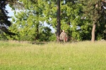 IMG_4463-1024x682.JPG