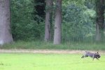 IMG_5313 Groot.jpeg