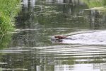 IMG_5382 Groot.jpeg