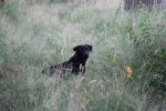 IMG_5458 Groot.jpeg