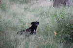 IMG_5459 Groot.jpeg