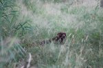 IMG_5477 Groot.jpeg