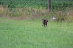 IMG_5555 Groot.jpeg