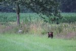 IMG_5571 Groot.jpeg
