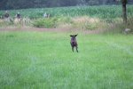 IMG_5582 Groot.jpeg